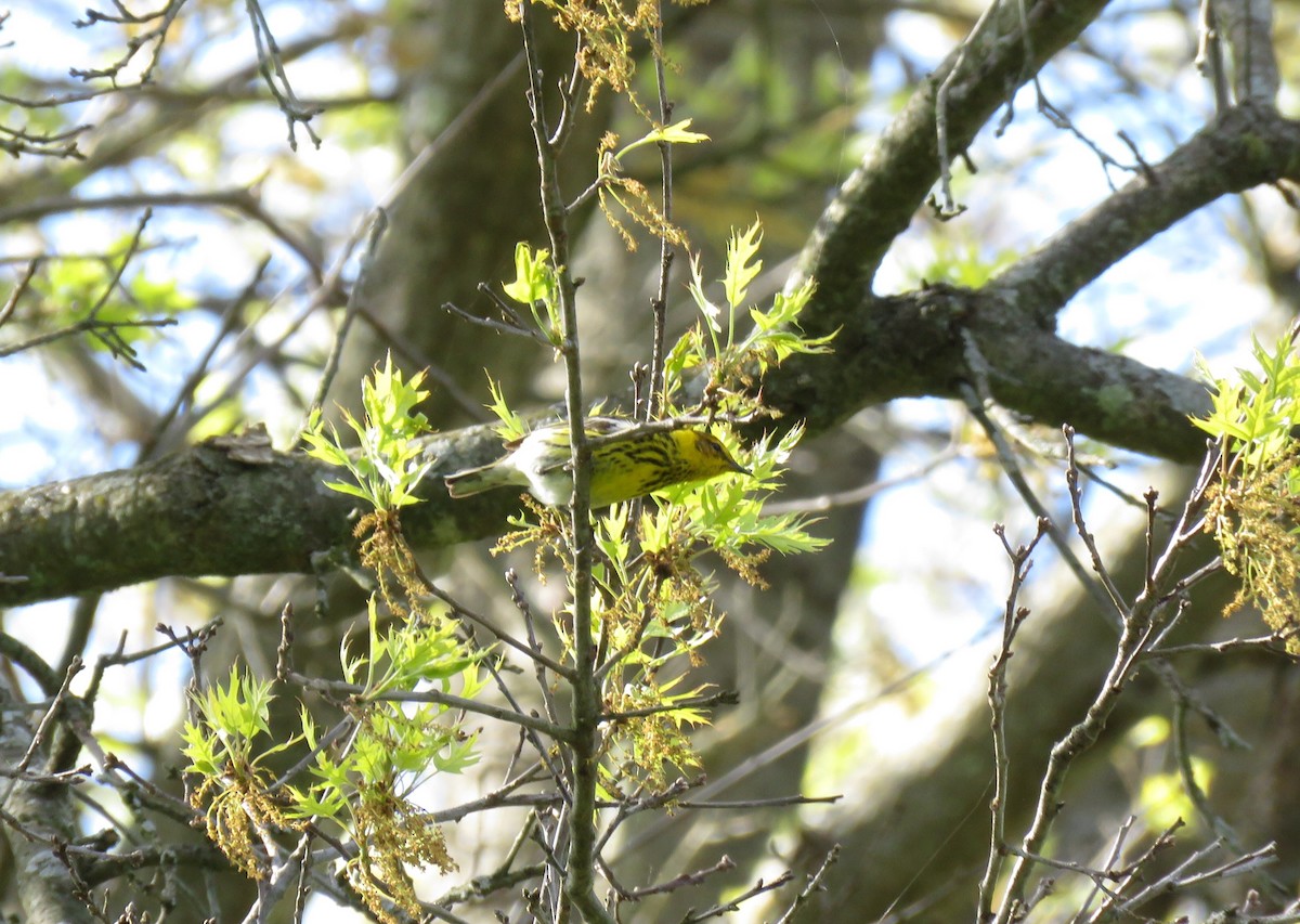 Cape May Warbler - ML618681825