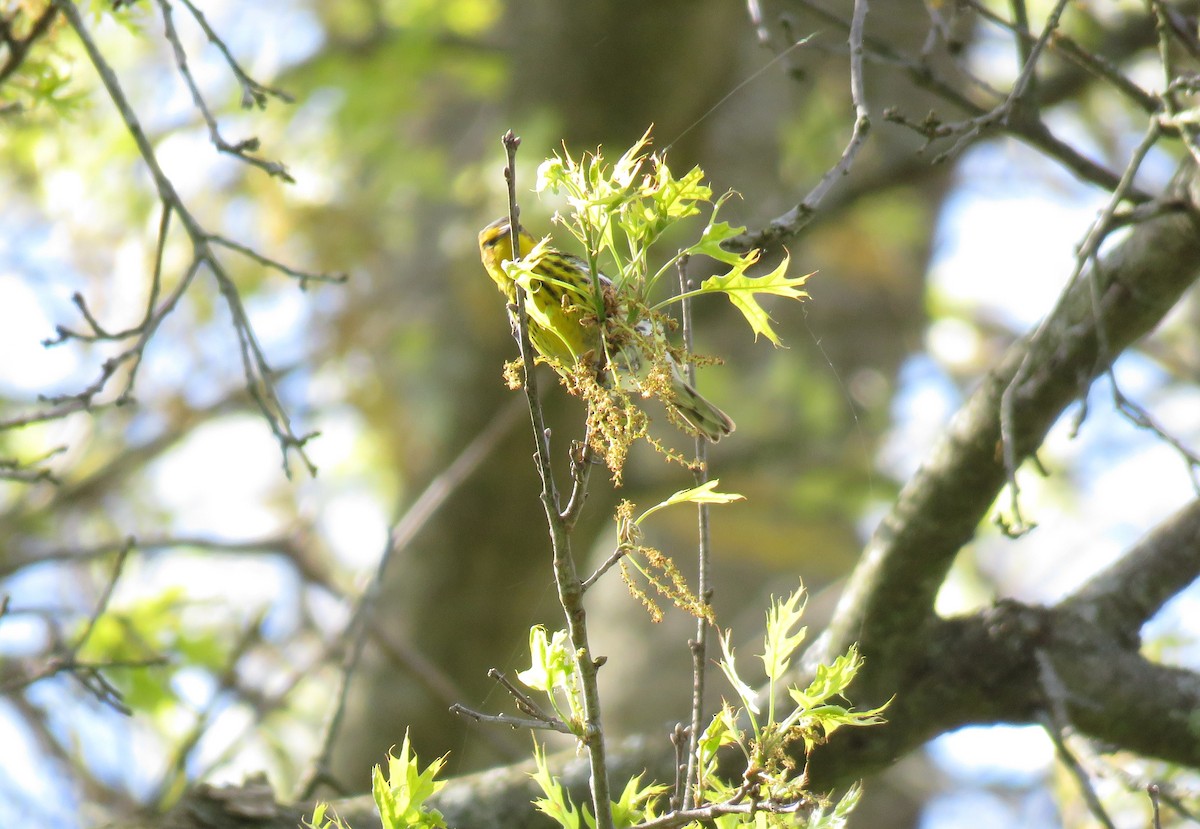 Cape May Warbler - ML618681826