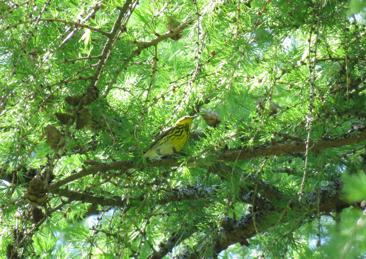 Cape May Warbler - ML618681827