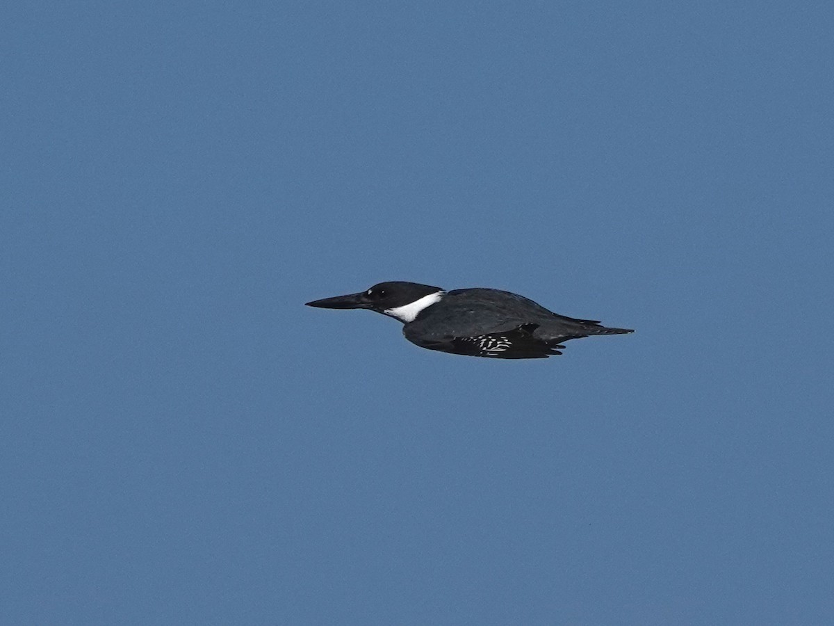 Belted Kingfisher - ML618681834