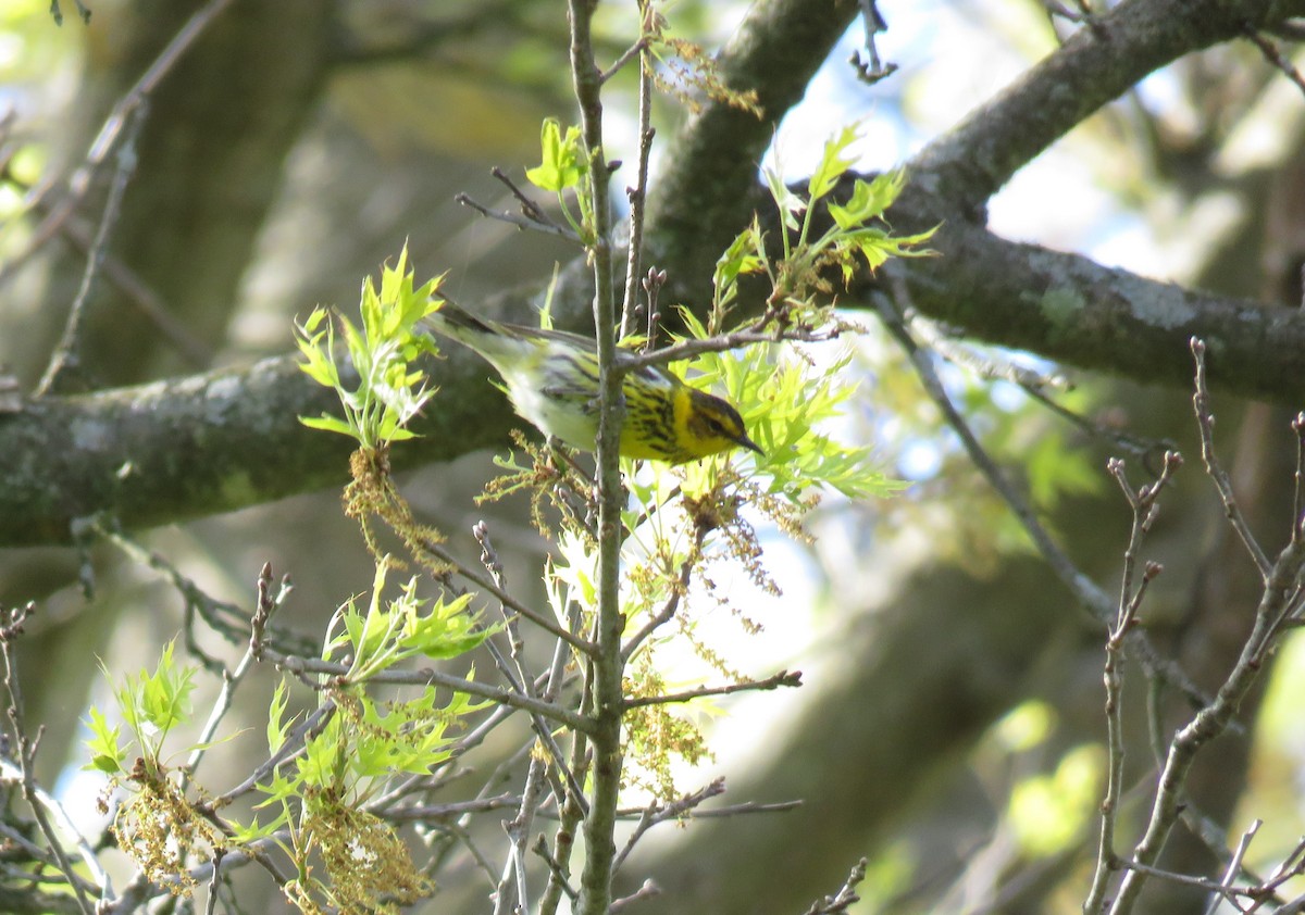 Cape May Warbler - ML618681842
