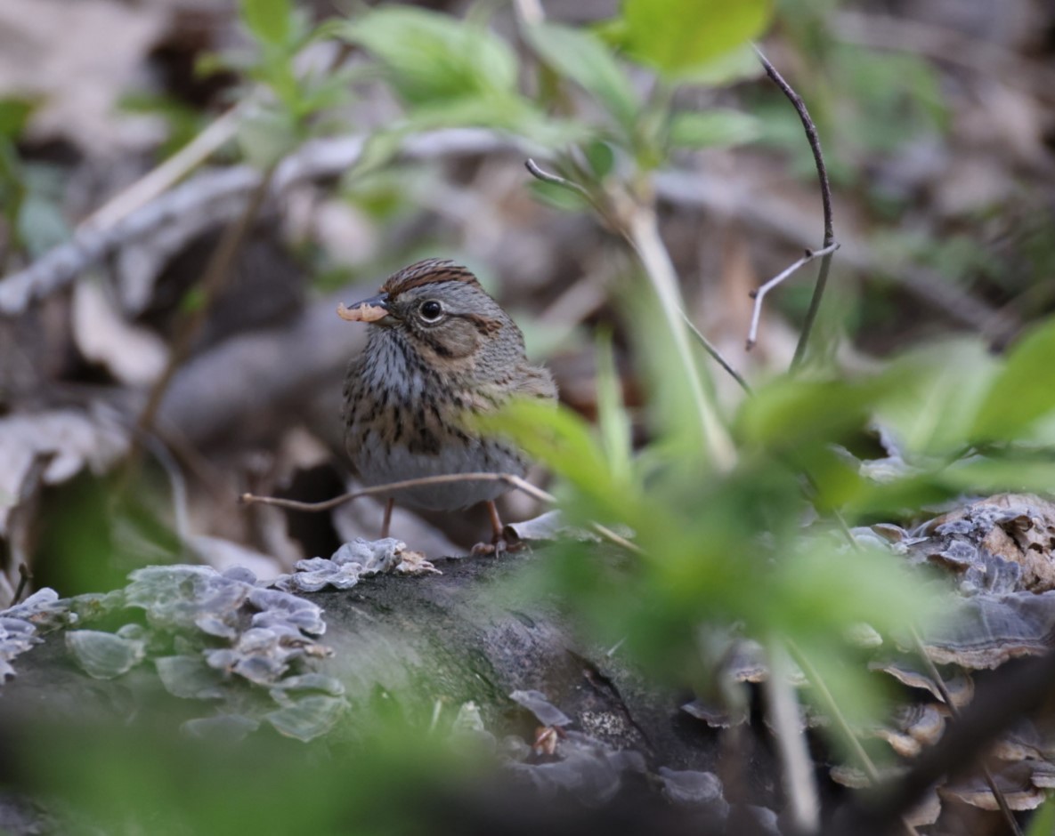 Lincoln's Sparrow - Yves Lajoie