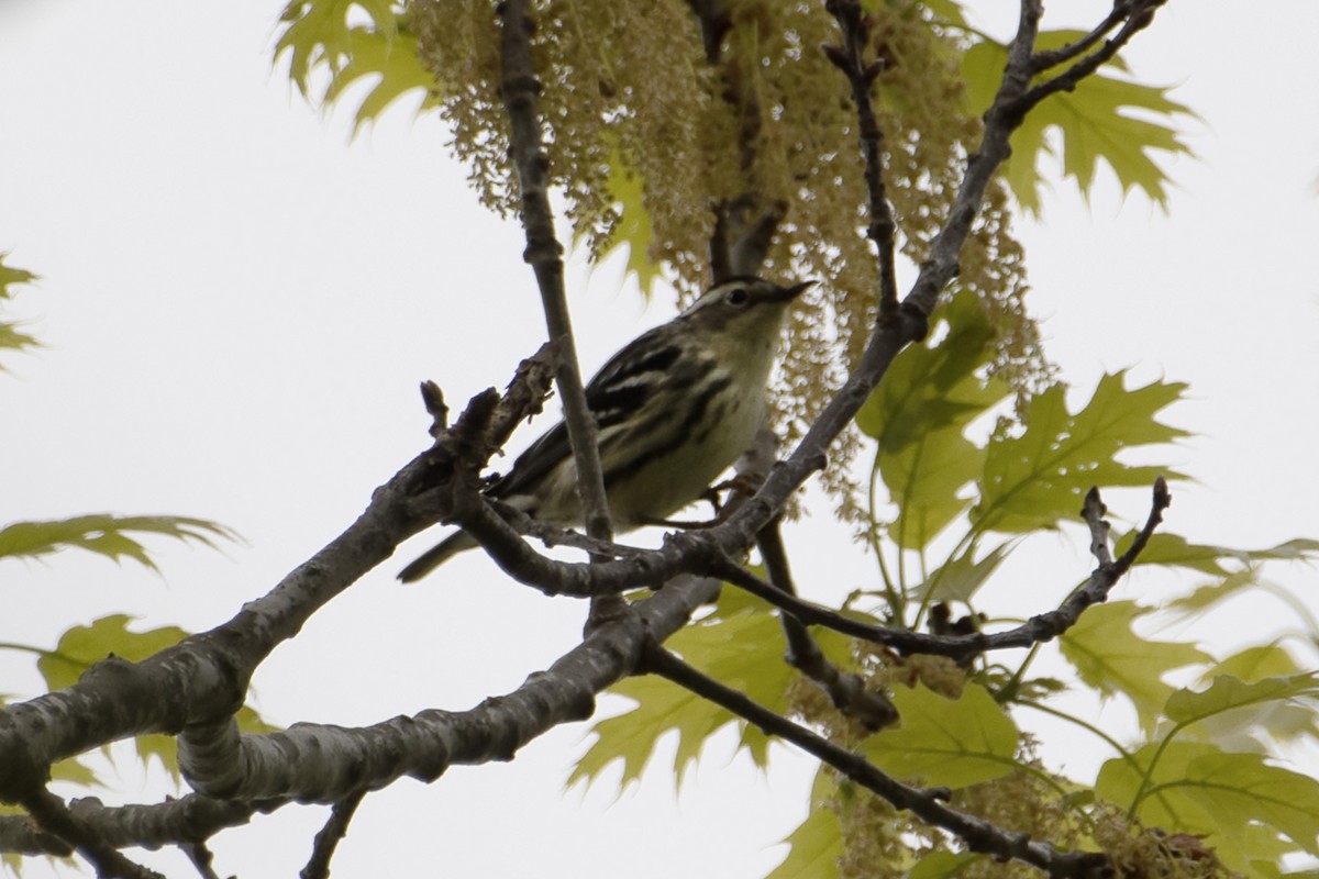 Black-and-white Warbler - ML618681890