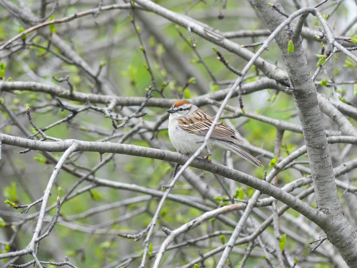 Chipping Sparrow - ML618681897
