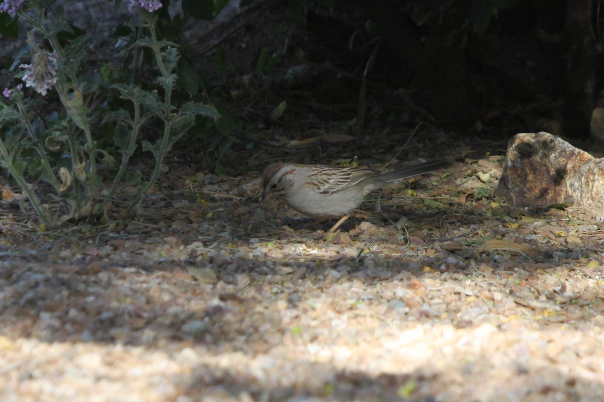 Rufous-winged Sparrow - ML618681906