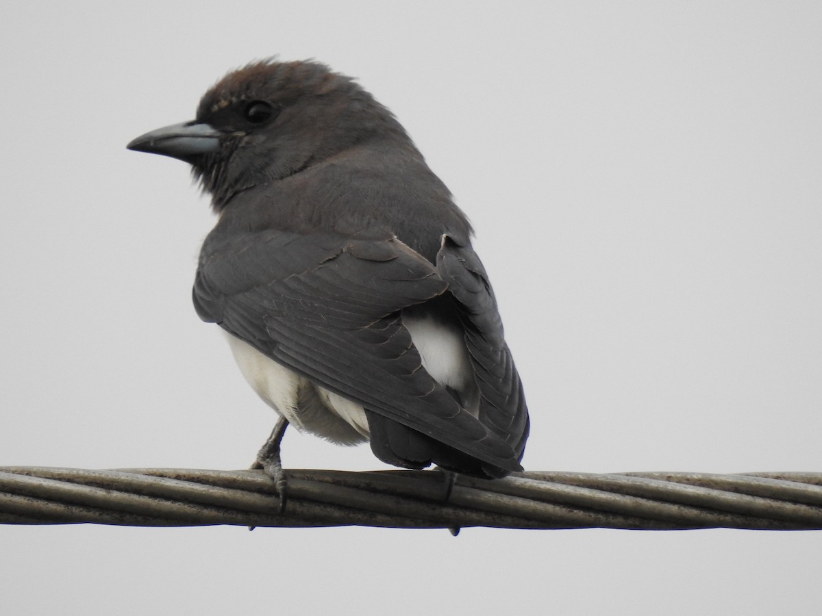 White-breasted Woodswallow - ML618681930