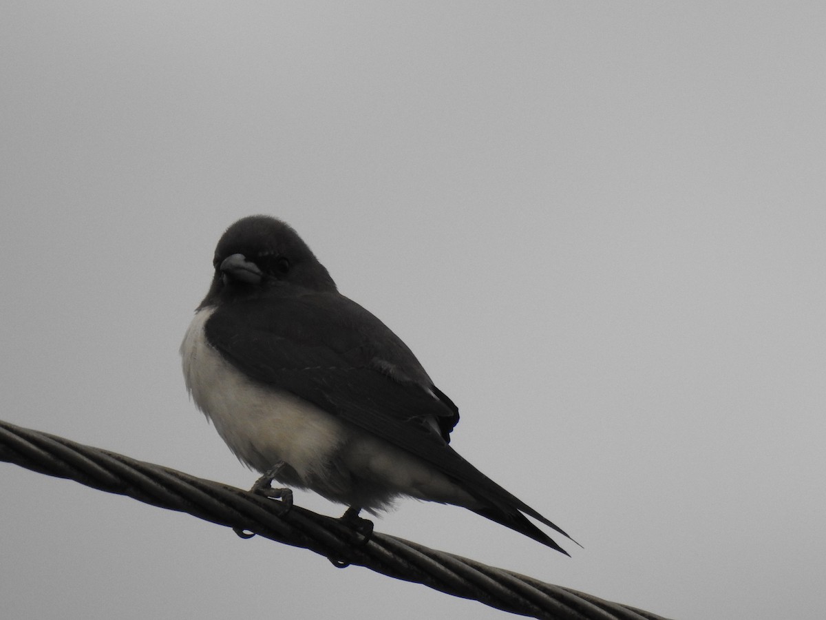 White-breasted Woodswallow - ML618681937
