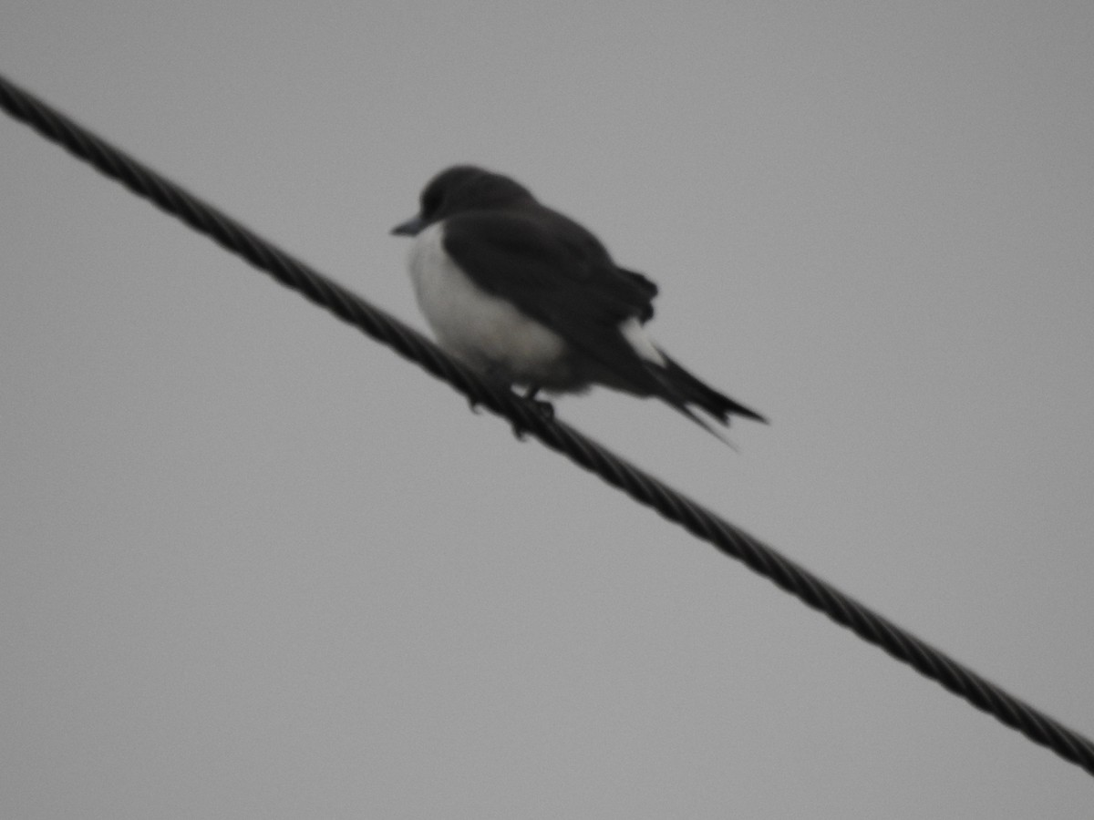 White-breasted Woodswallow - ML618681938
