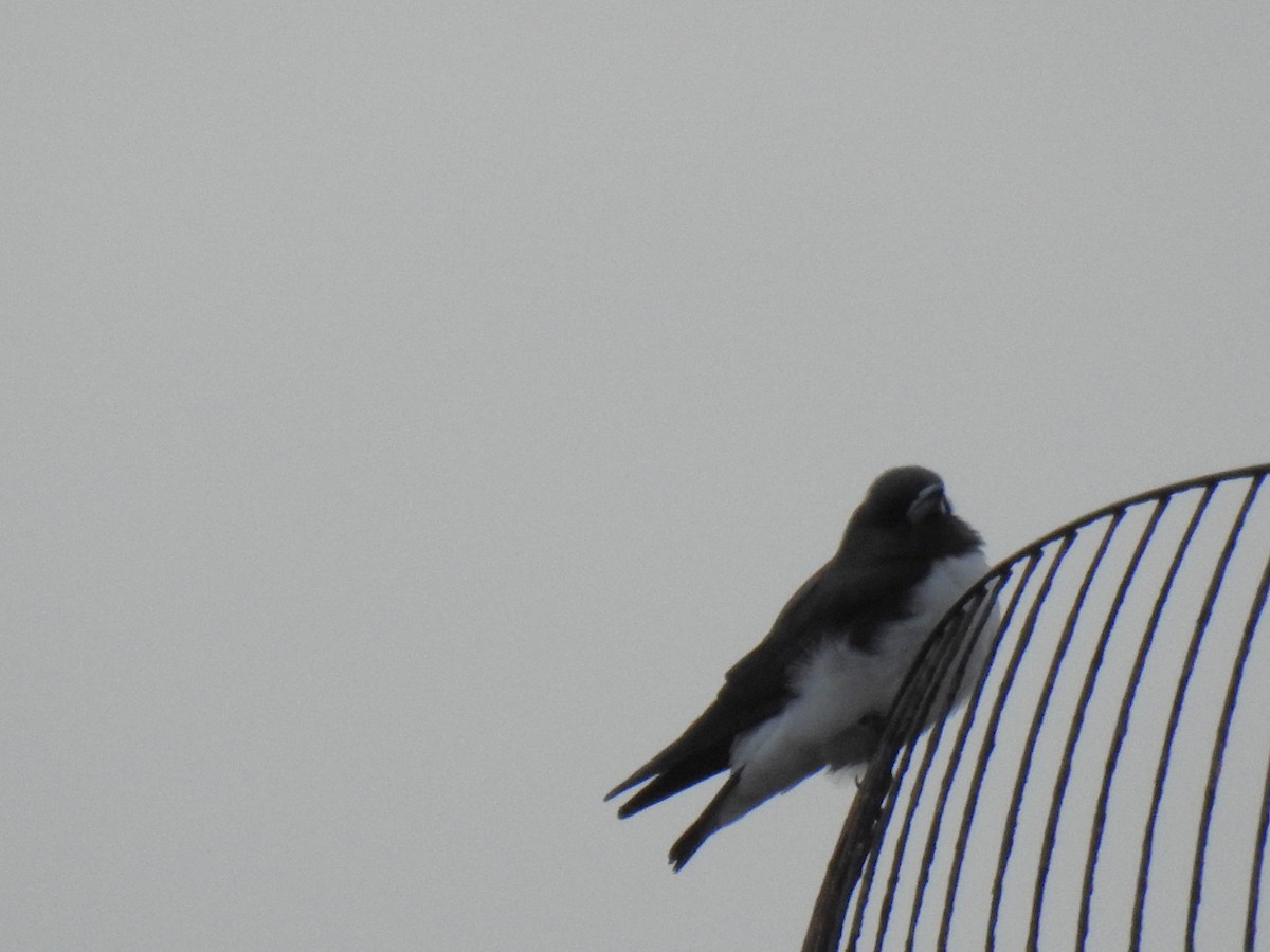 White-breasted Woodswallow - ML618681940