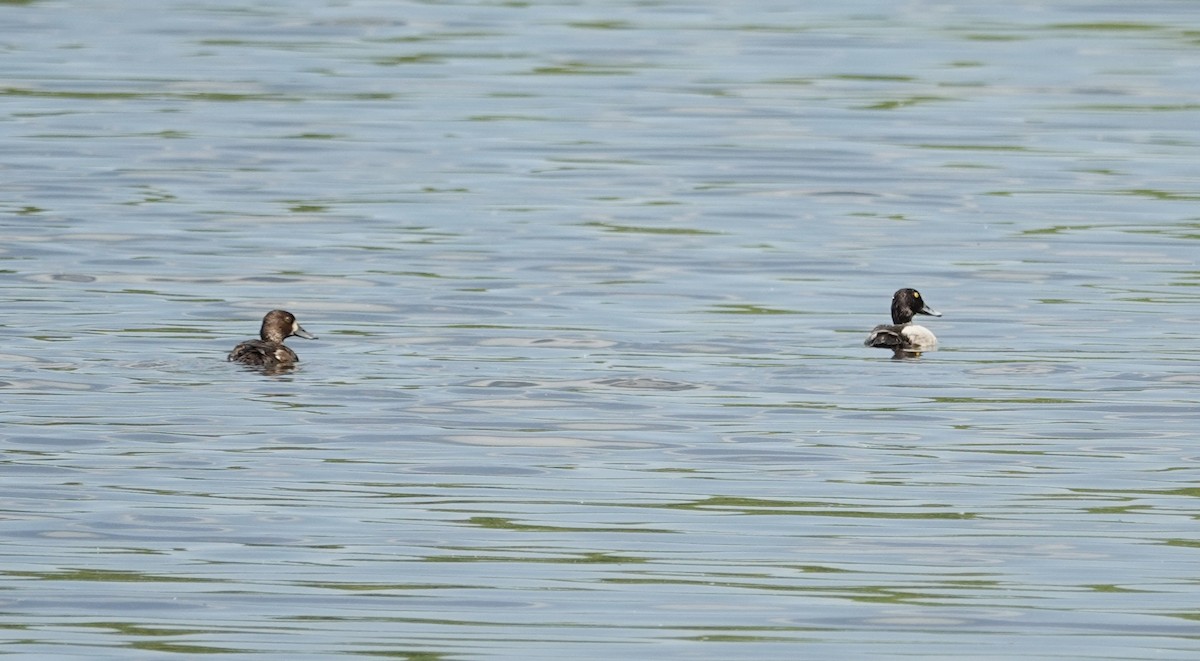 Greater/Lesser Scaup - ML618681973
