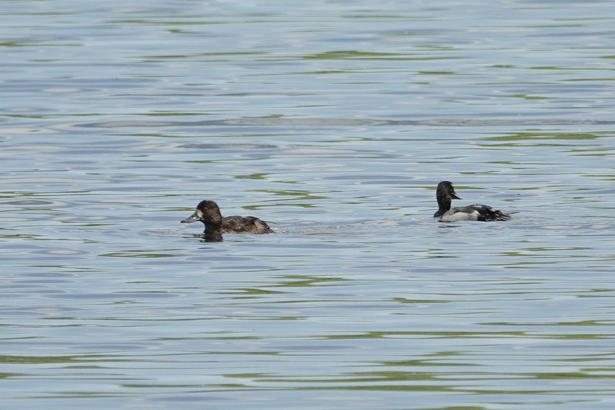Greater/Lesser Scaup - ML618681974