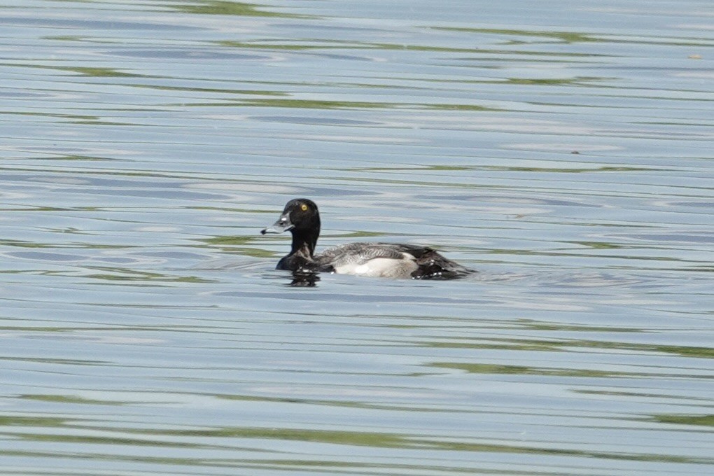 Greater/Lesser Scaup - ML618681975