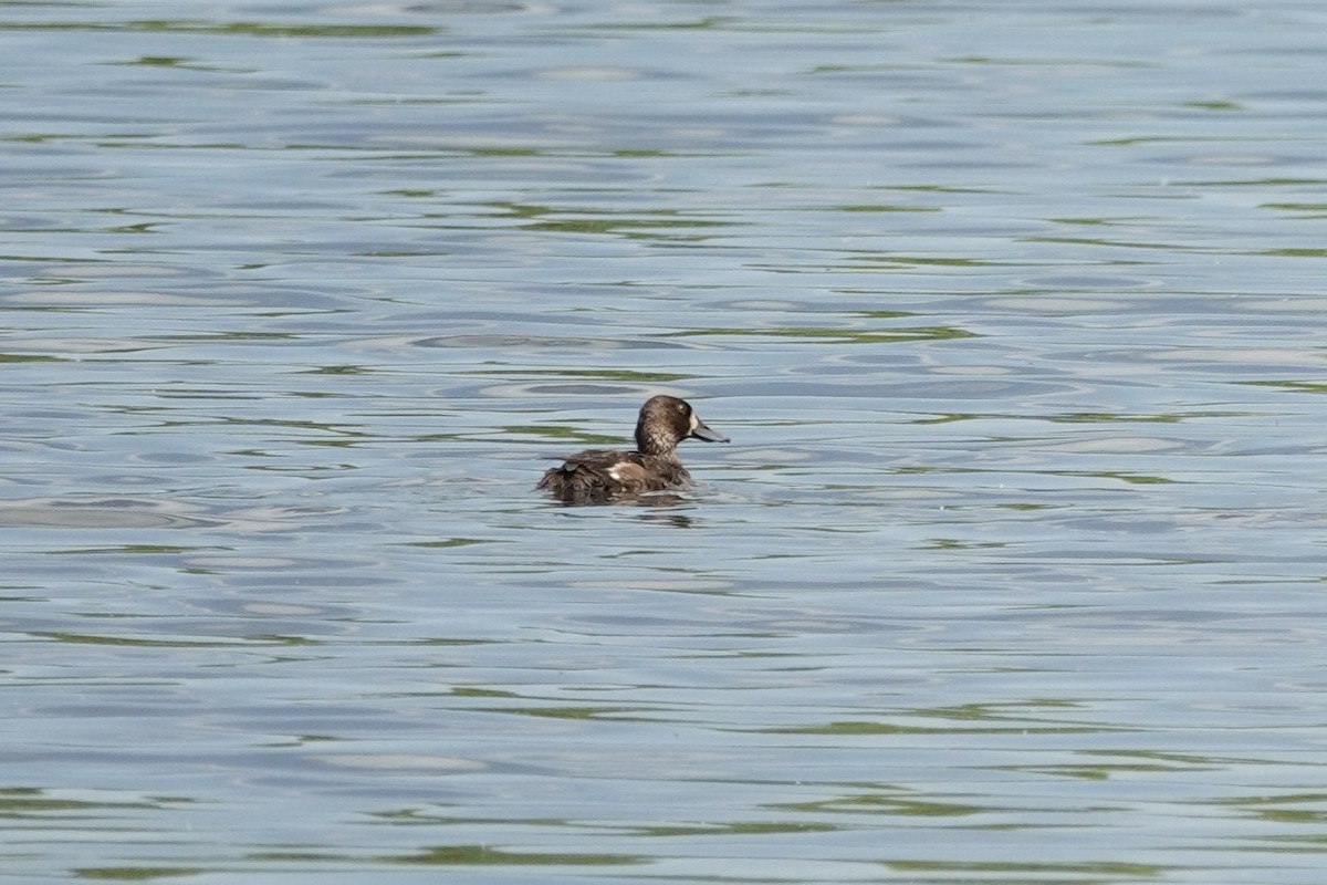 Greater/Lesser Scaup - ML618681976