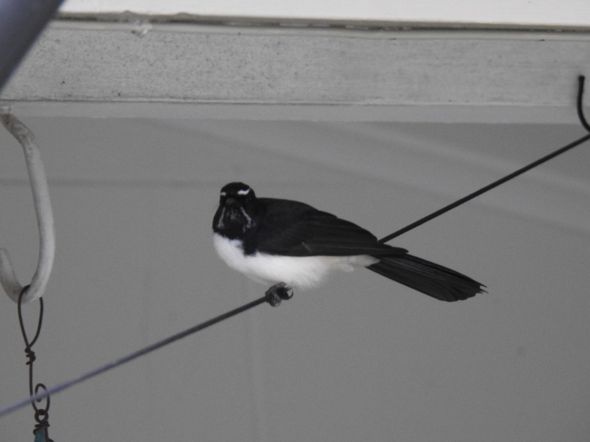 Willie-wagtail - ML618681982