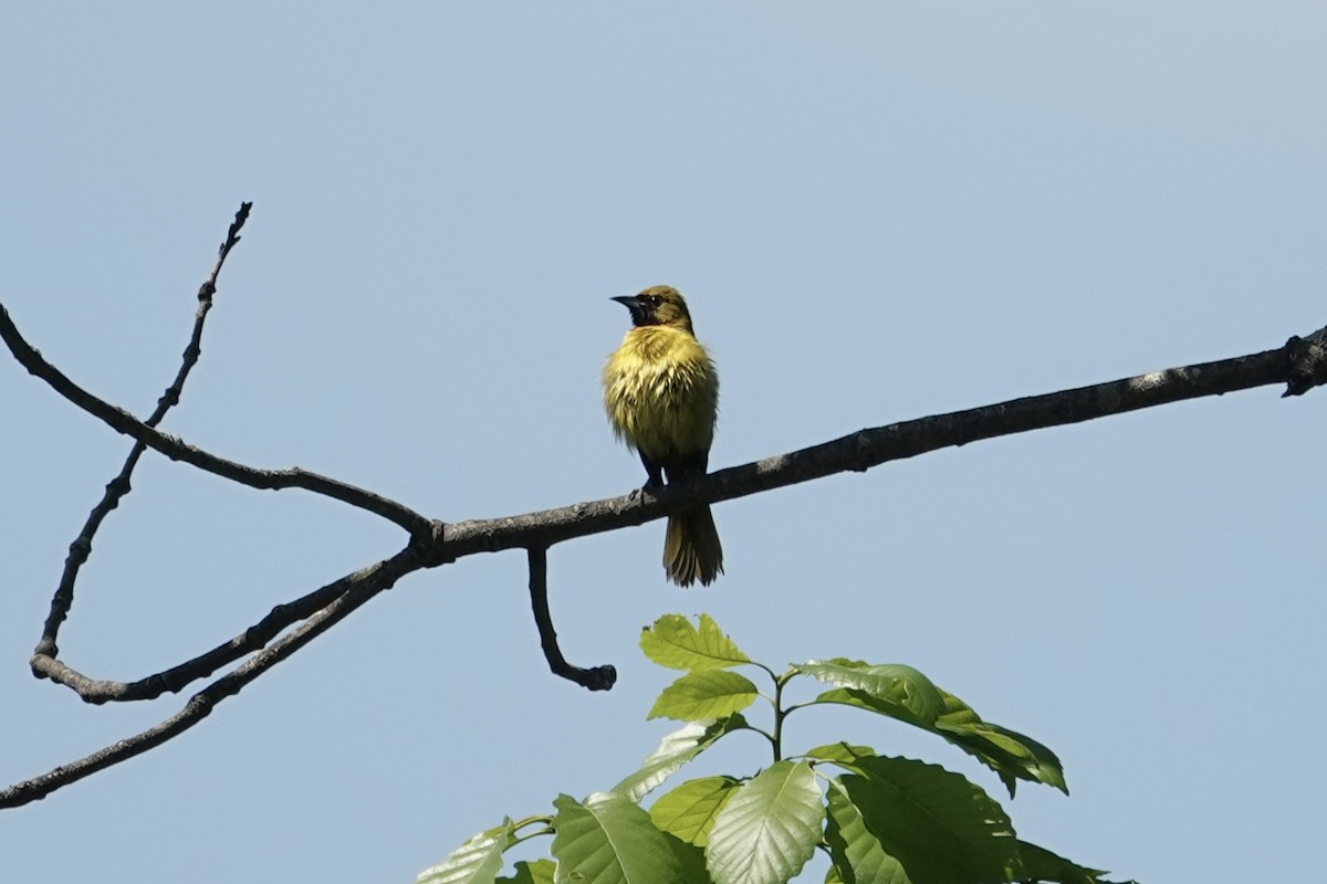Orchard Oriole - ML618681991