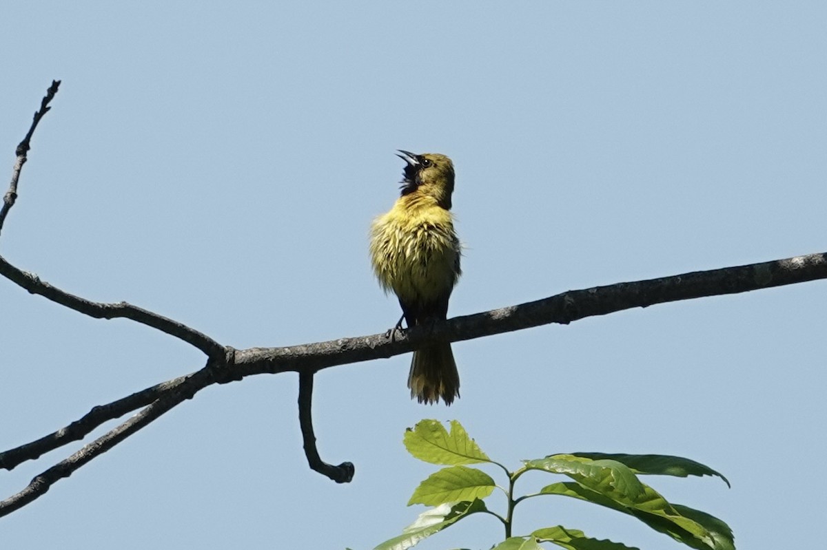 Orchard Oriole - ML618681992