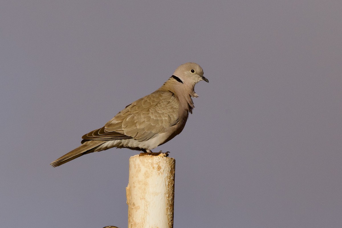 Eurasian Collared-Dove - ML618682056