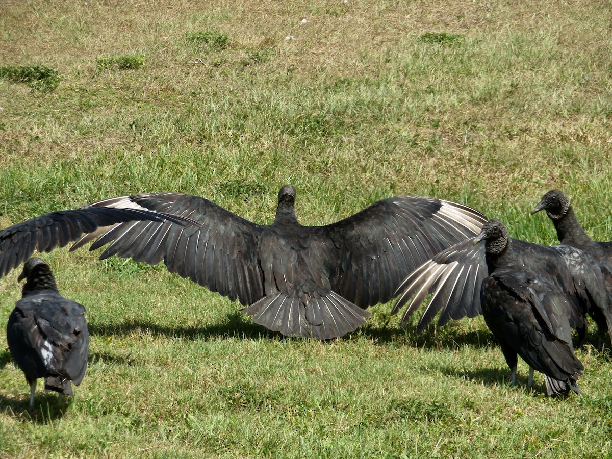 Black Vulture - ML618682086