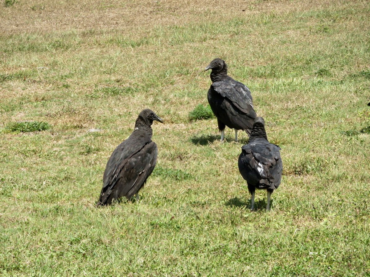 Black Vulture - ML618682089