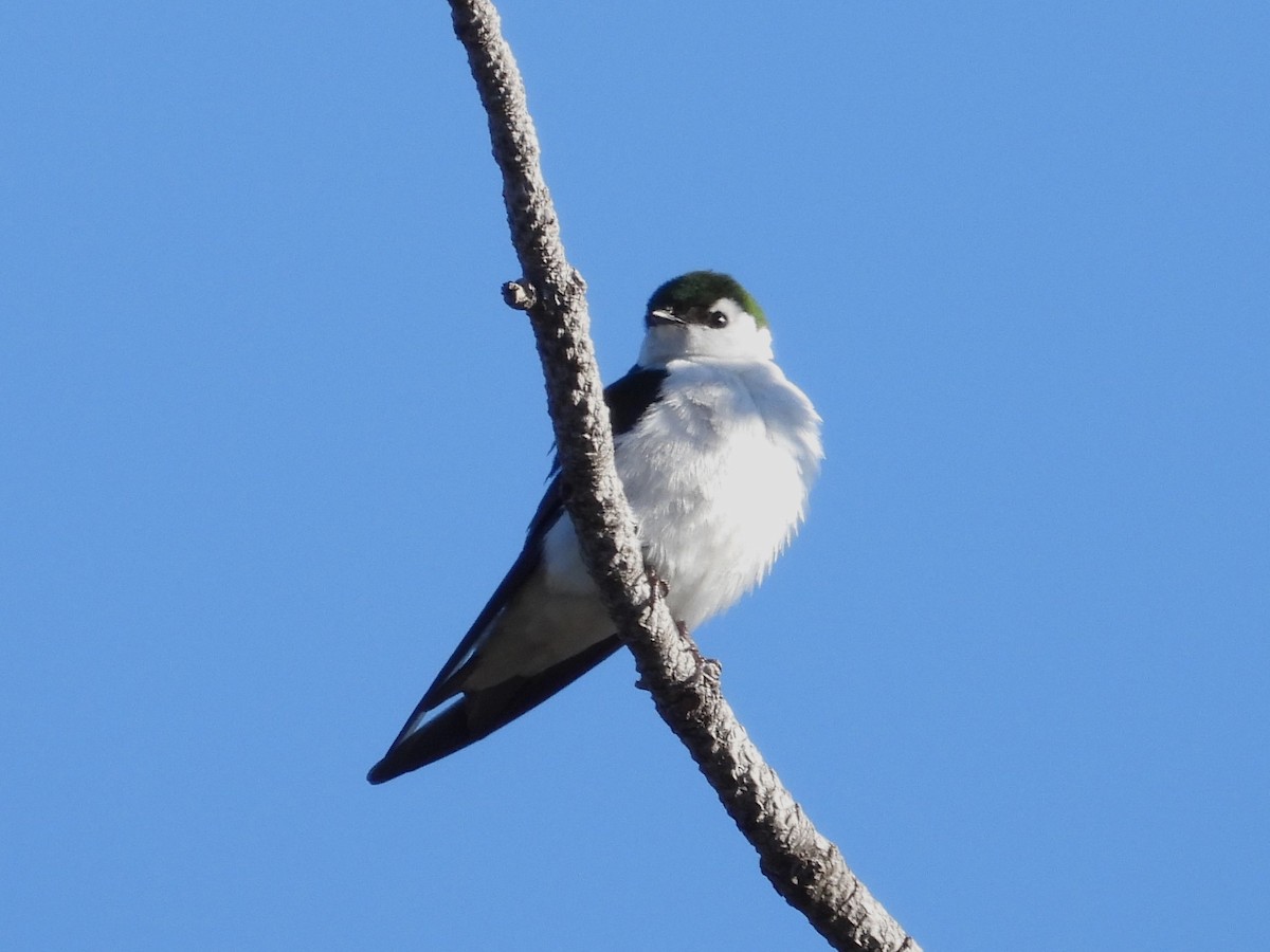 Violet-green Swallow - ML618682103