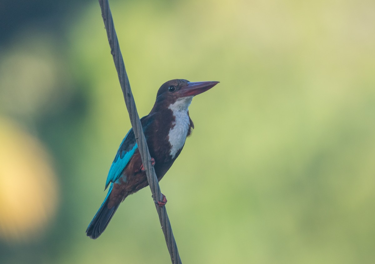White-throated Kingfisher - Ashley Wahlberg (Tubbs)