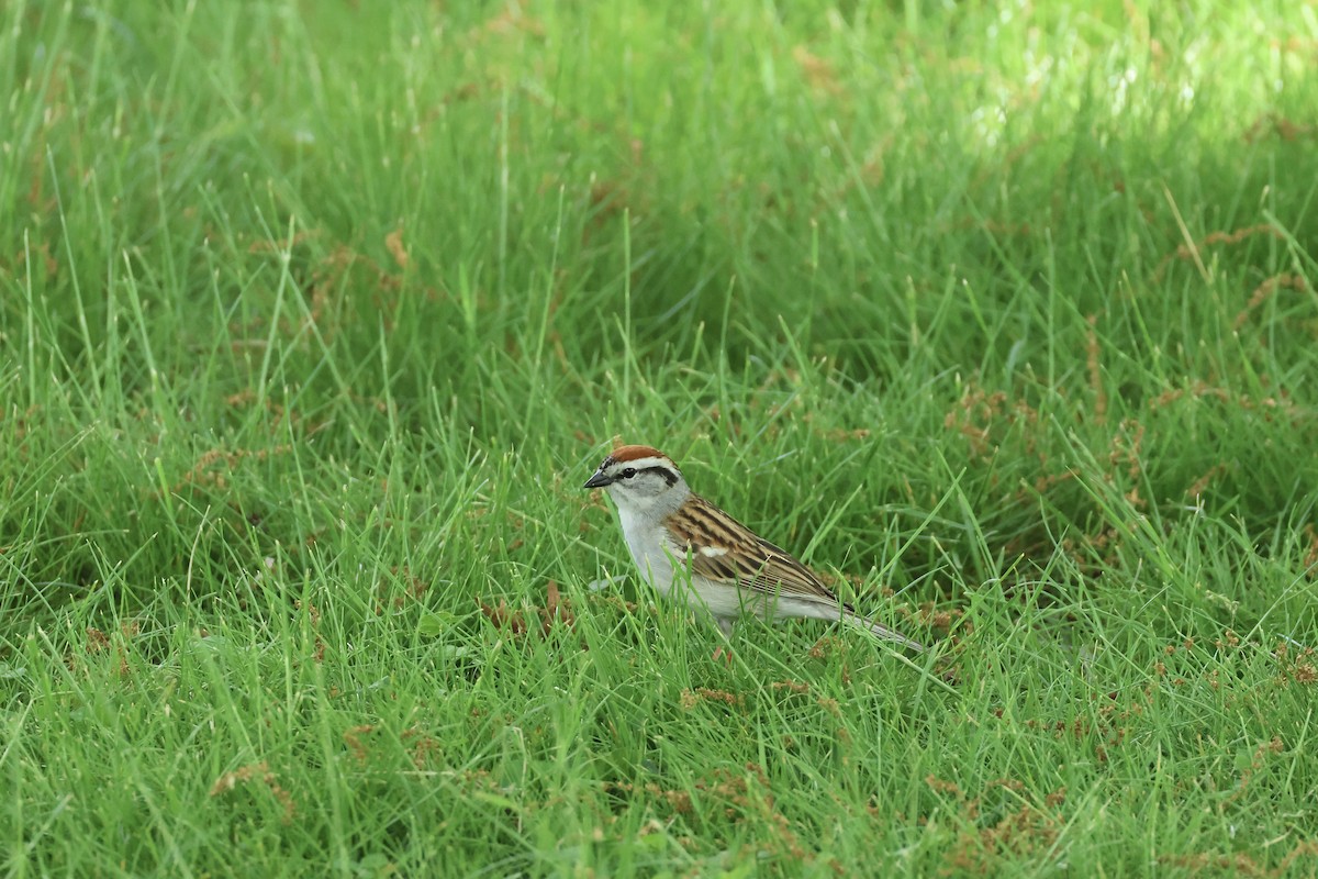Chipping Sparrow - ML618682124