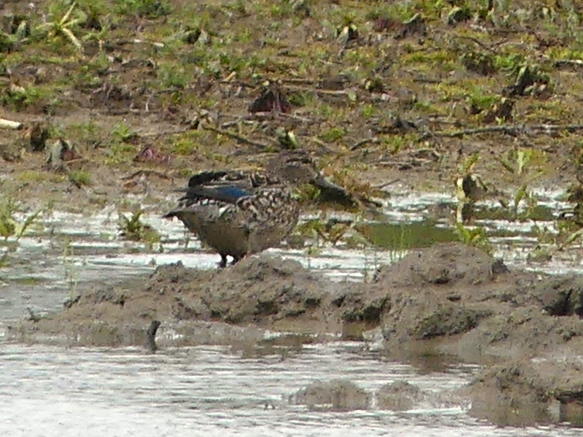 Blue-winged Teal - ML618682126