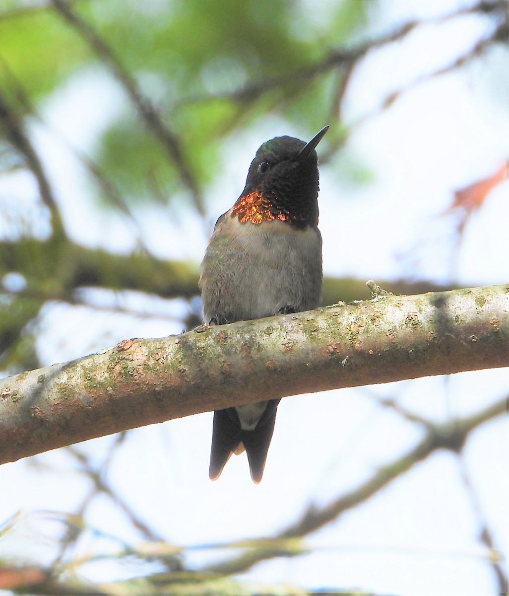 Ruby-throated Hummingbird - ML618682144