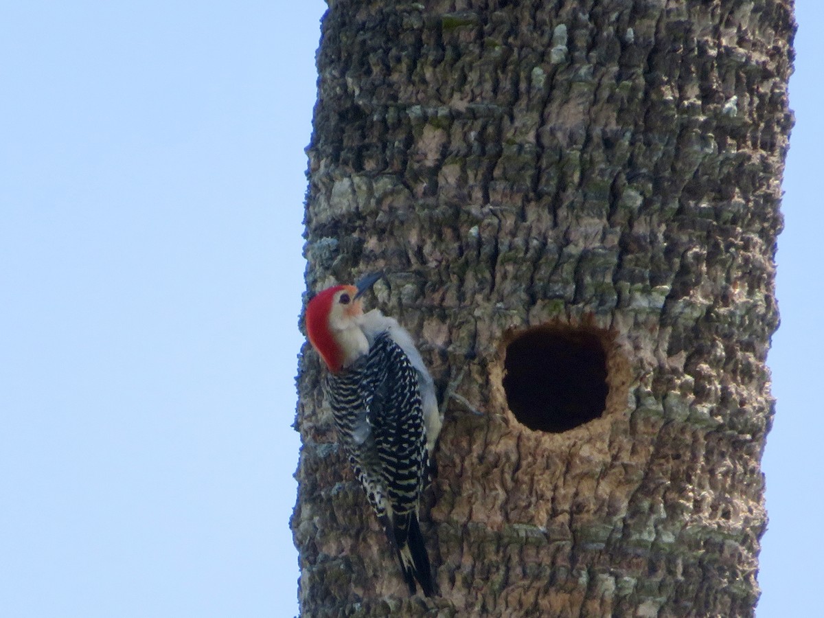 Red-bellied Woodpecker - ML618682148