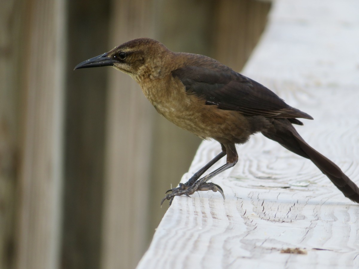 Boat-tailed Grackle - ML618682170