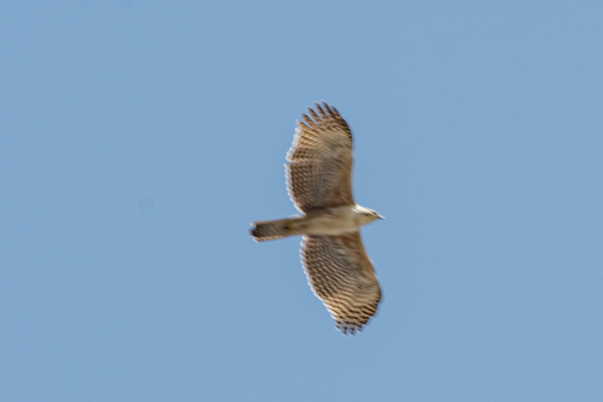 Mountain Hawk-Eagle (nipalensis) - John Gapski