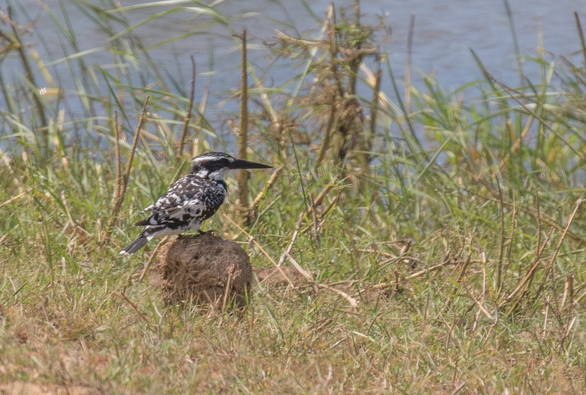Pied Kingfisher - Ashley Wahlberg (Tubbs)