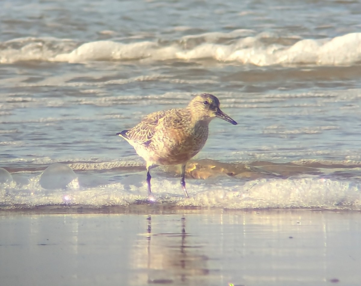 Red Knot - ML618682260