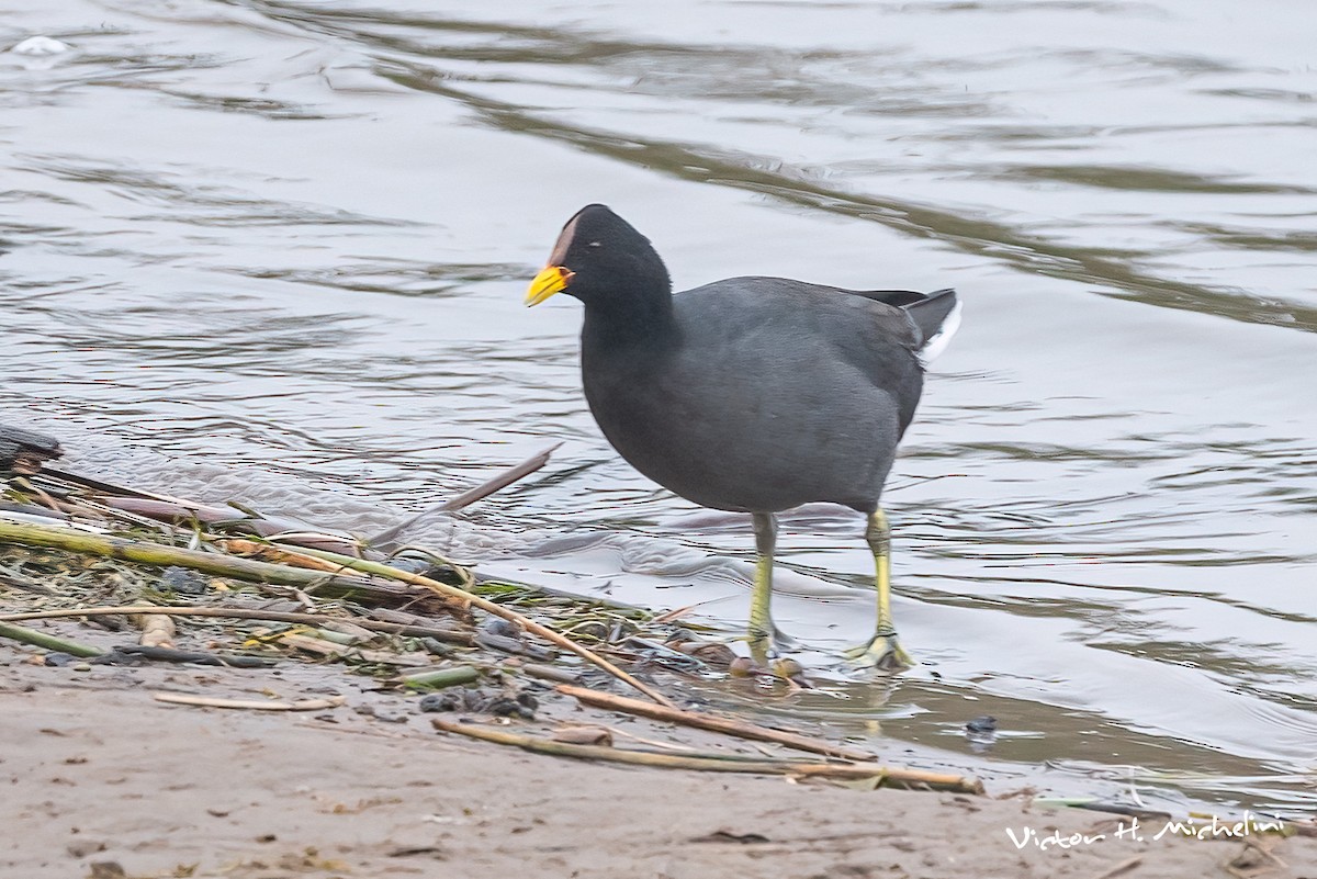Red-fronted Coot - ML618682295