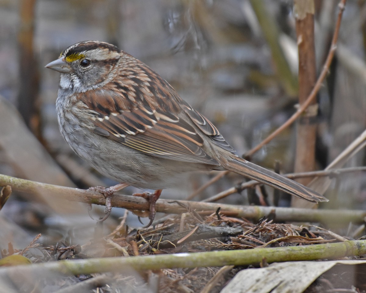 White-throated Sparrow - ML618682301