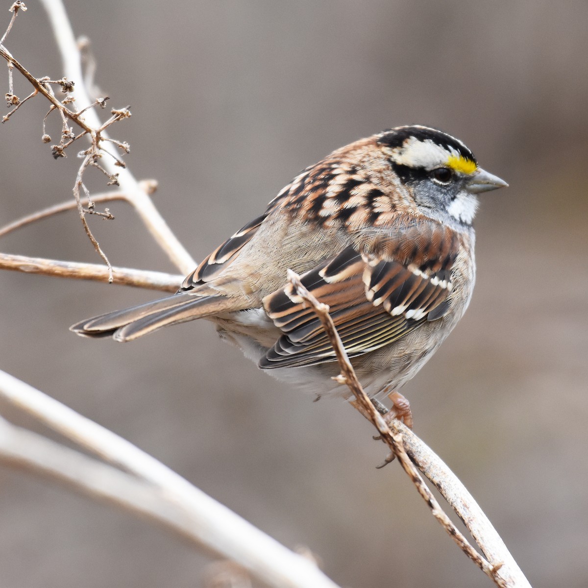 White-throated Sparrow - ML618682302