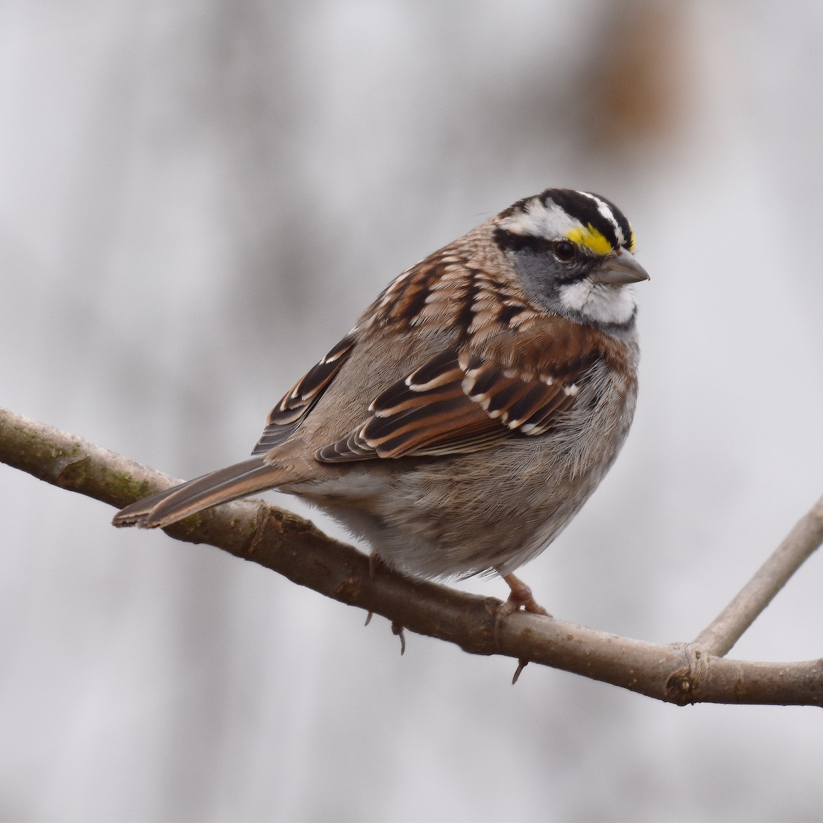 White-throated Sparrow - ML618682303