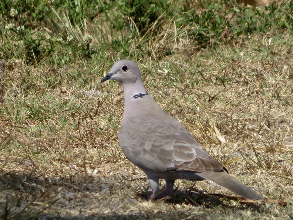 Eurasian Collared-Dove - ML618682307