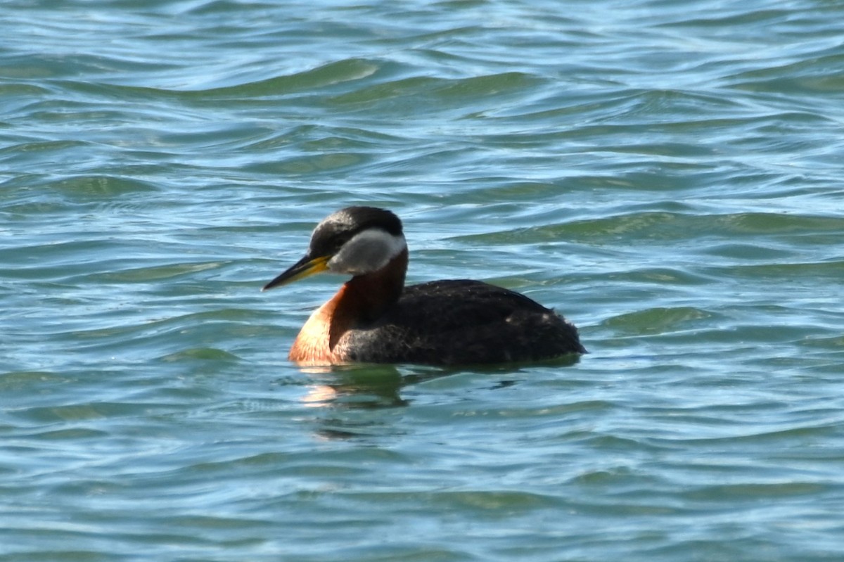 Red-necked Grebe - ML618682322