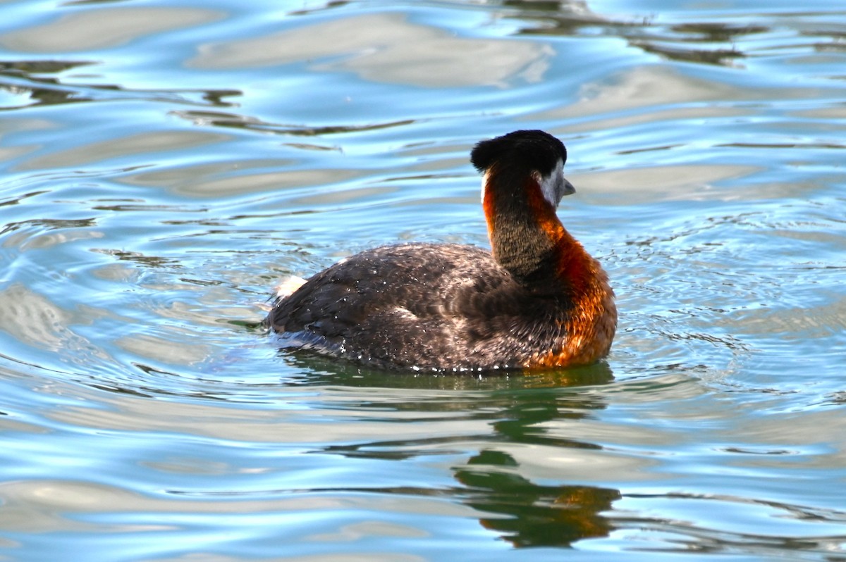 Red-necked Grebe - ML618682323