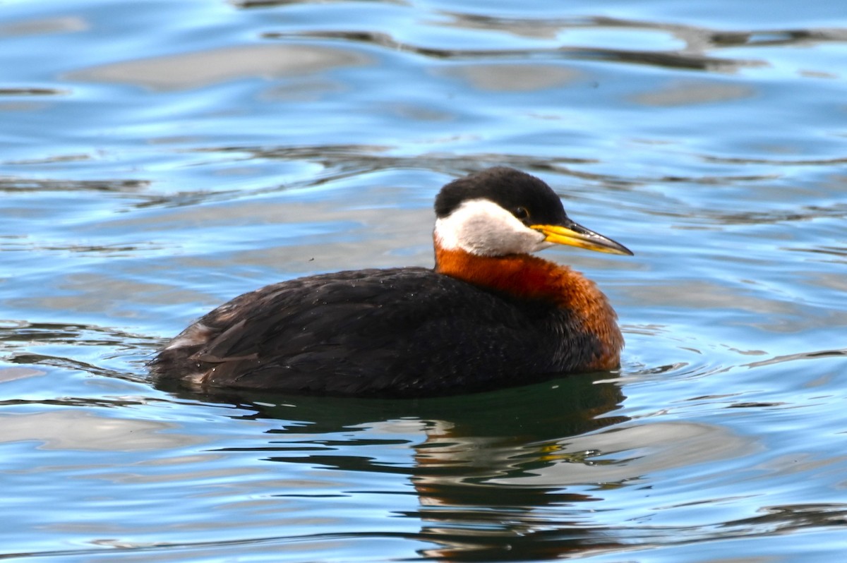 Red-necked Grebe - ML618682324