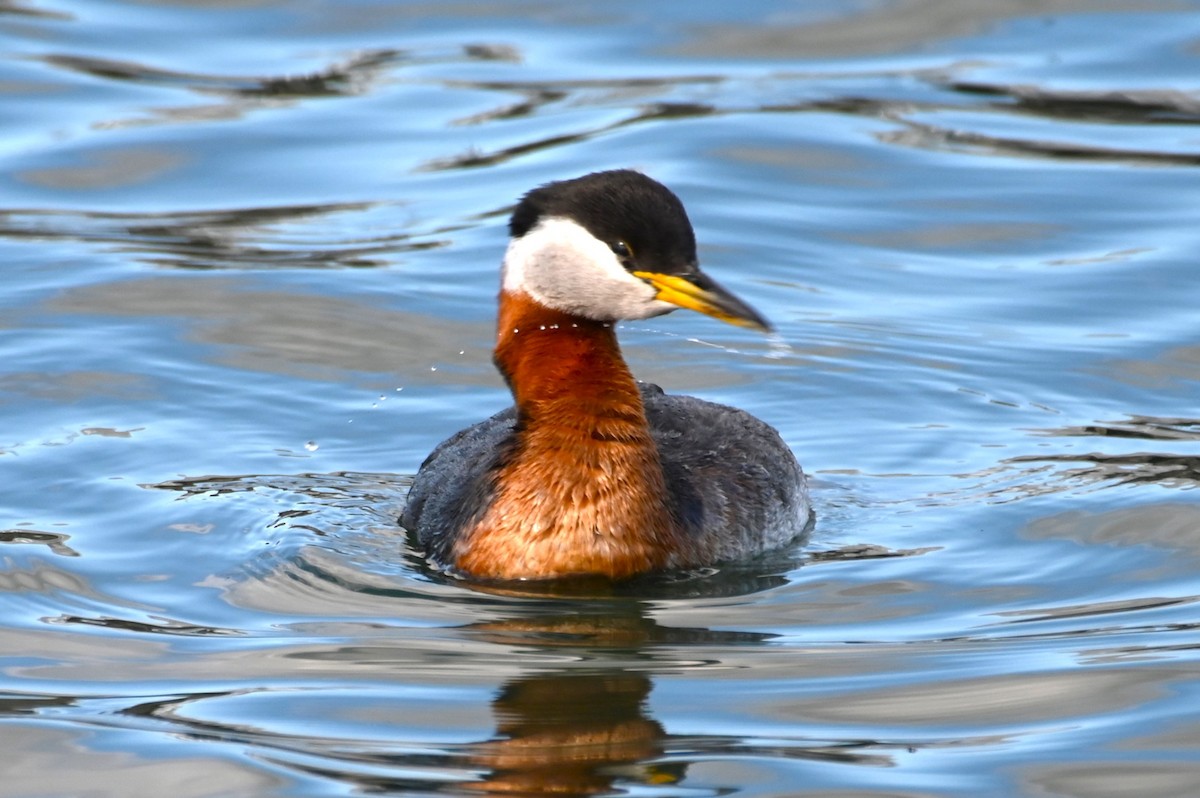 Red-necked Grebe - ML618682325