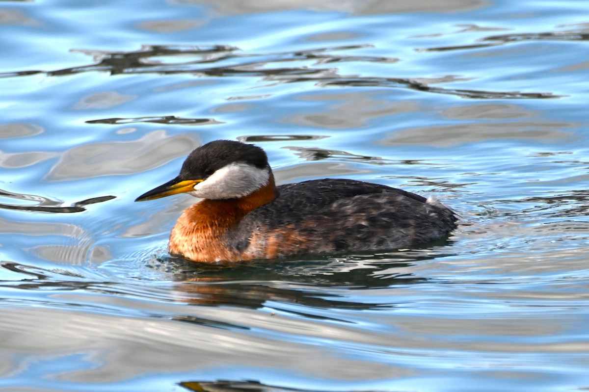 Red-necked Grebe - ML618682326