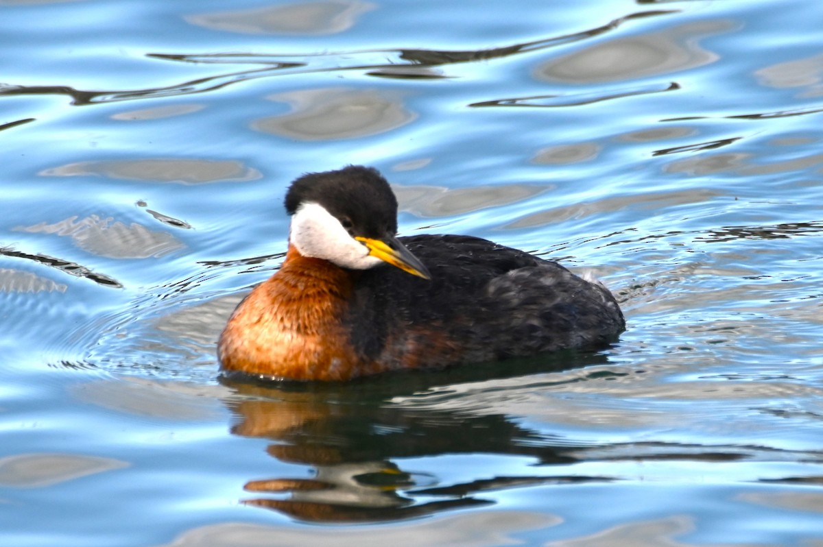 Red-necked Grebe - ML618682327