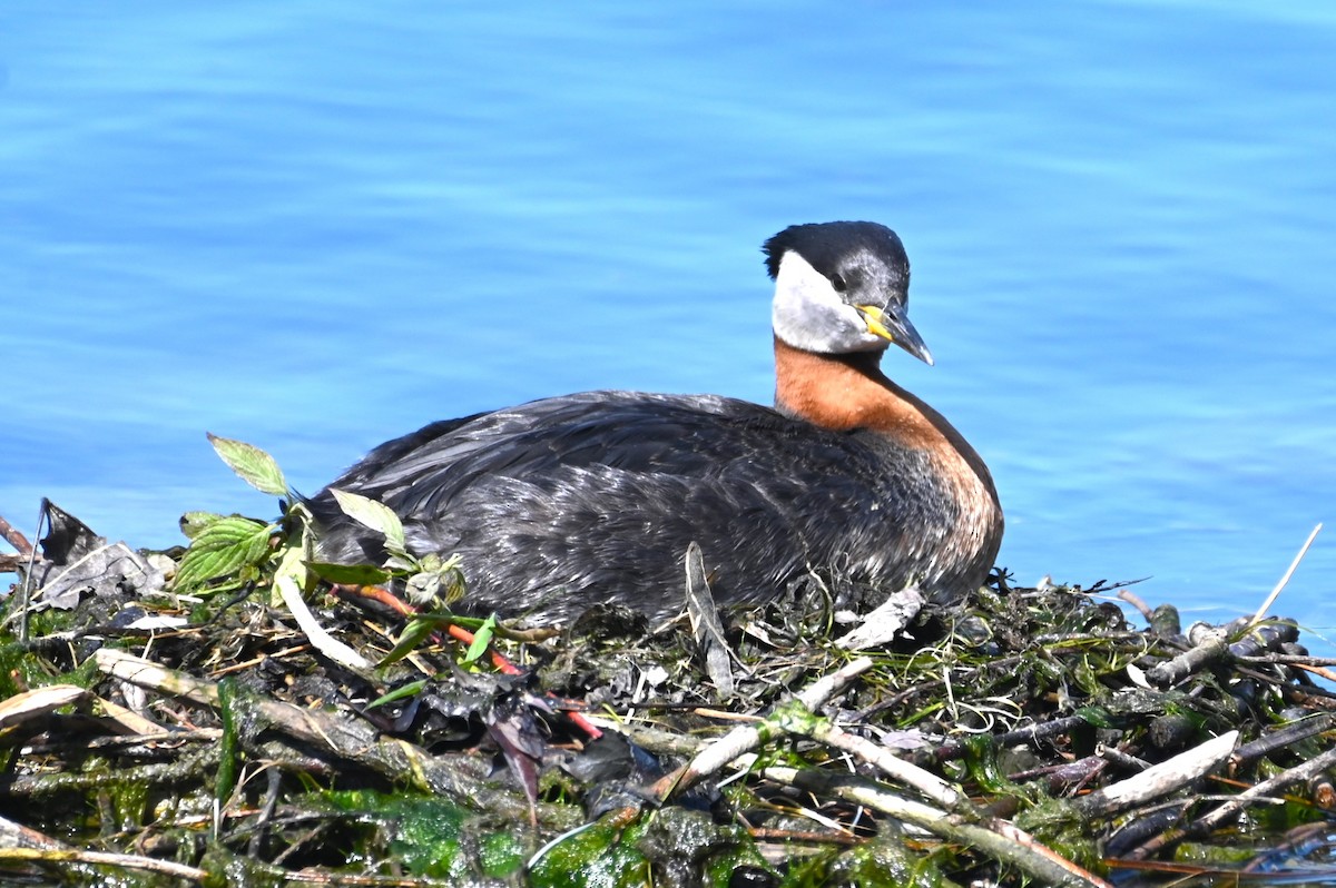 Red-necked Grebe - ML618682328