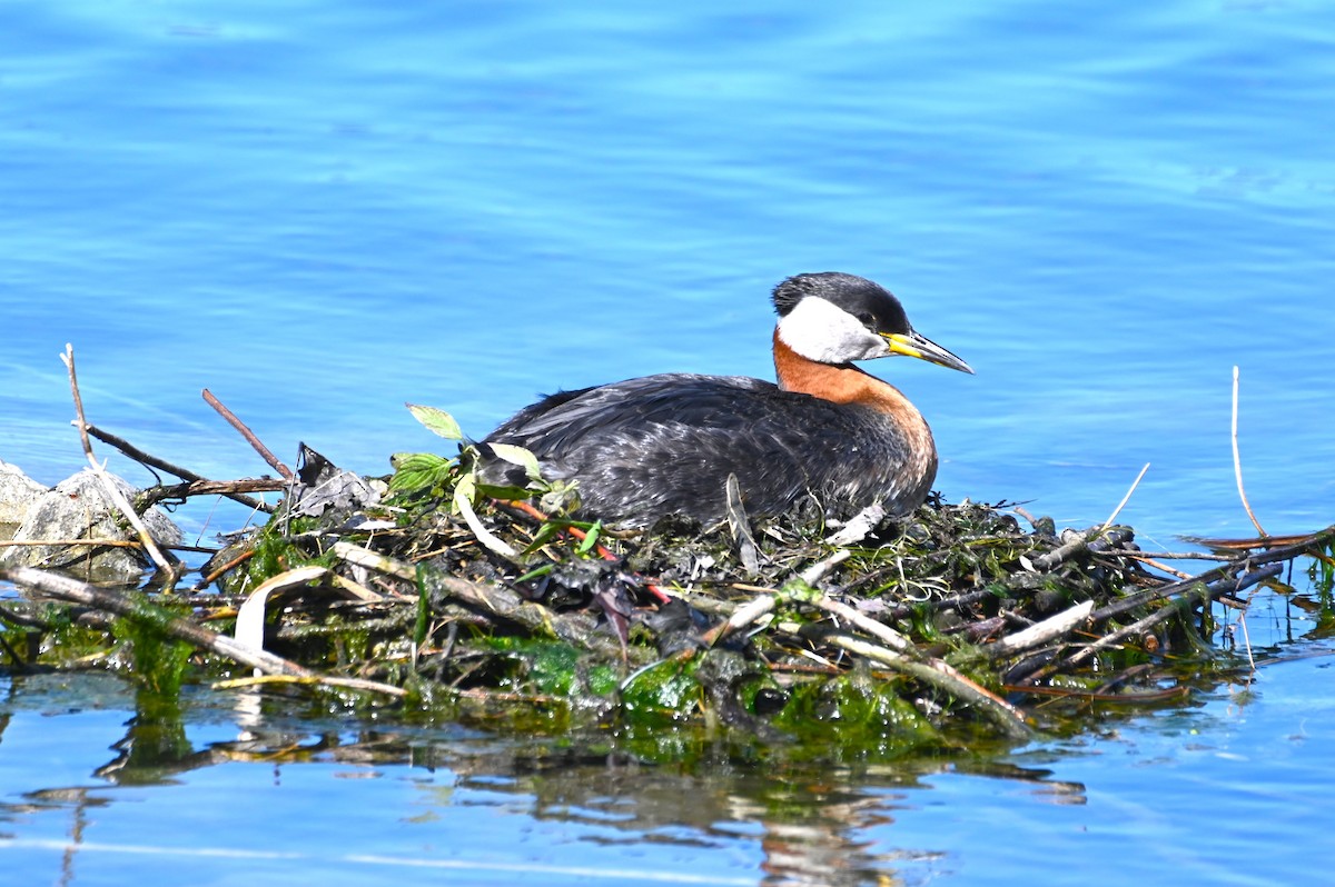 Red-necked Grebe - ML618682329
