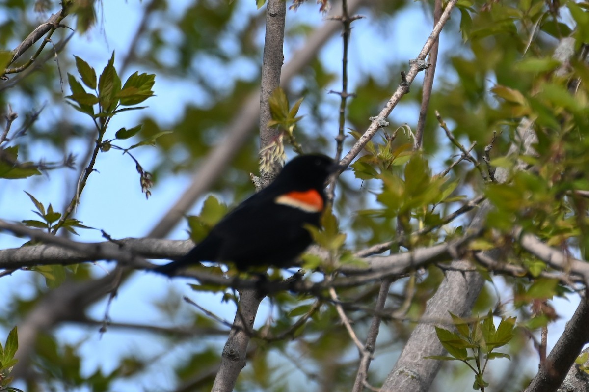 Red-winged Blackbird - ML618682360