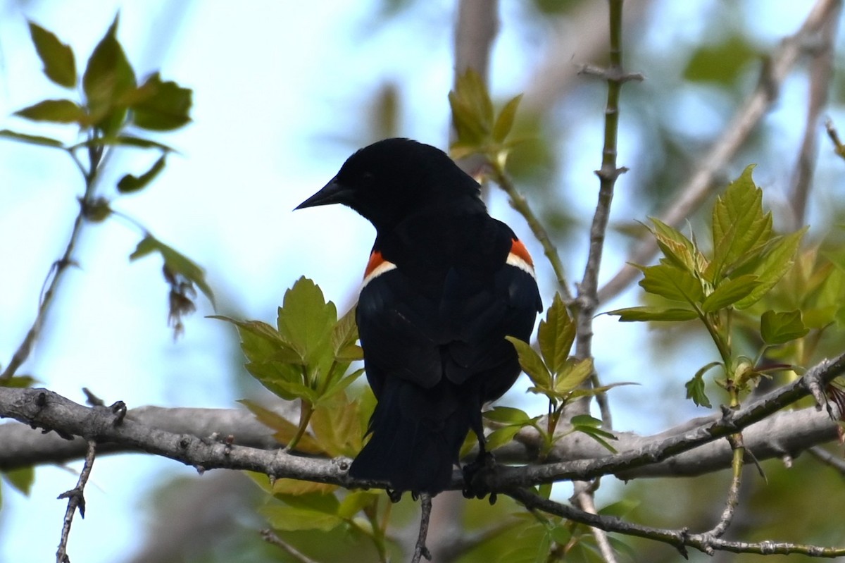 Red-winged Blackbird - Gil Aburto-Avila