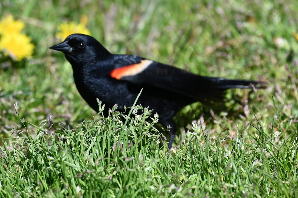 Red-winged Blackbird - ML618682366