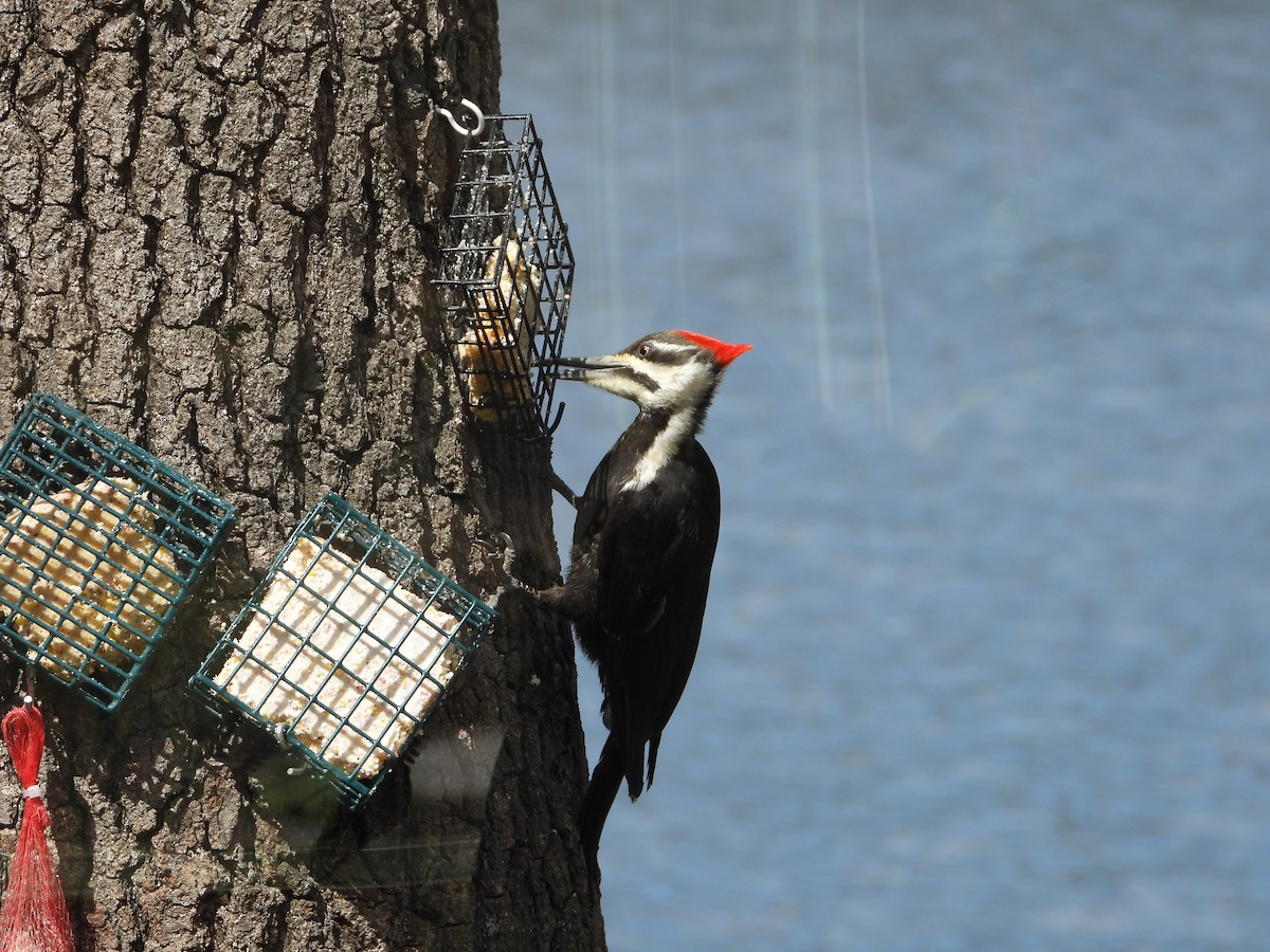 Pileated Woodpecker - Marcia Suchy